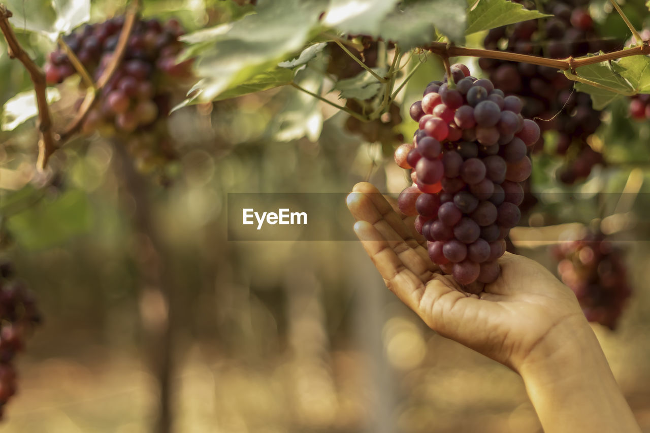 CLOSE-UP OF BERRIES GROWING ON TREE