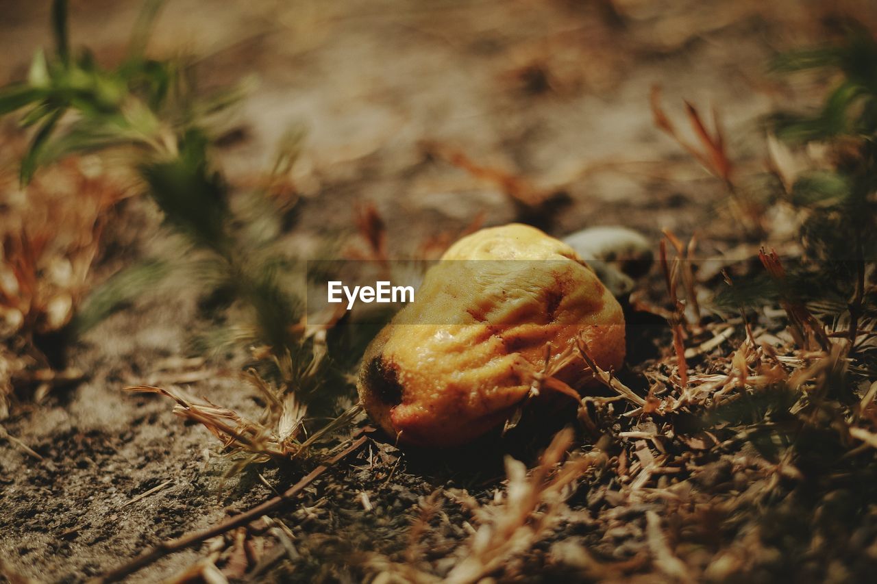 CLOSE-UP OF MUSHROOMS GROWING ON FIELD