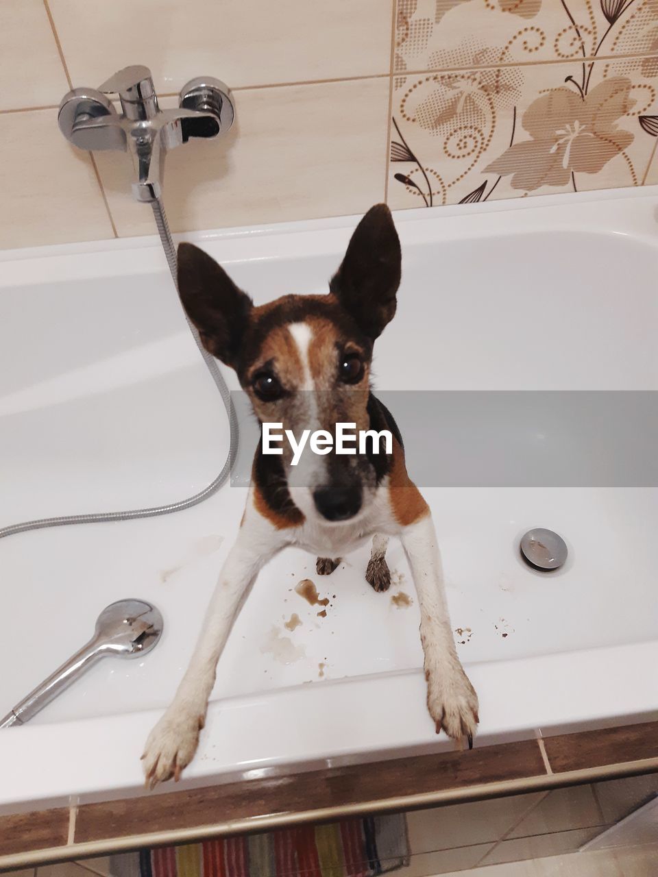 Portrait of dog in bathroom