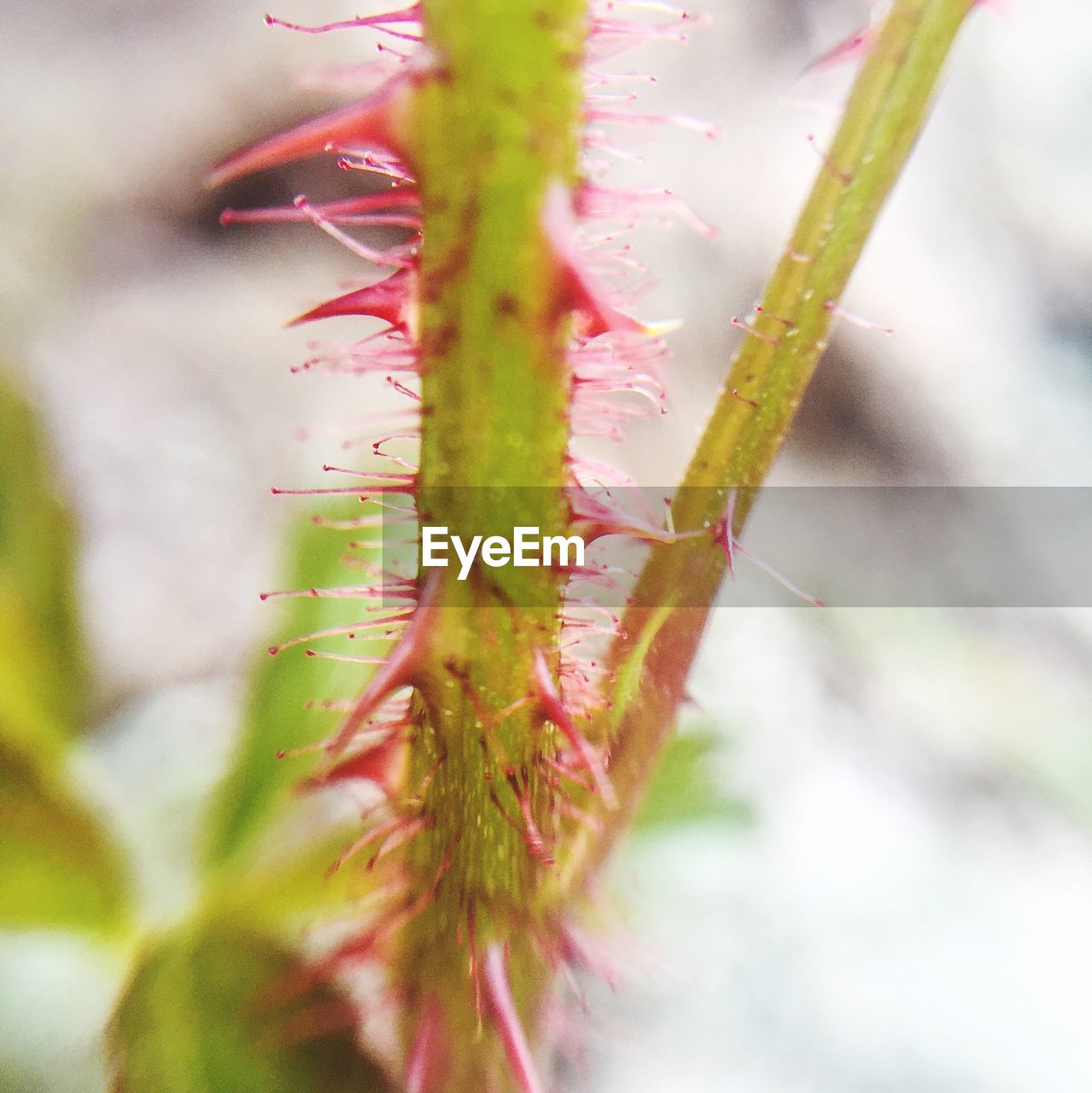 CLOSE-UP OF CACTUS