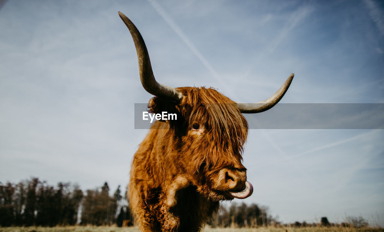 Scottish highland cattle standing on land against sky