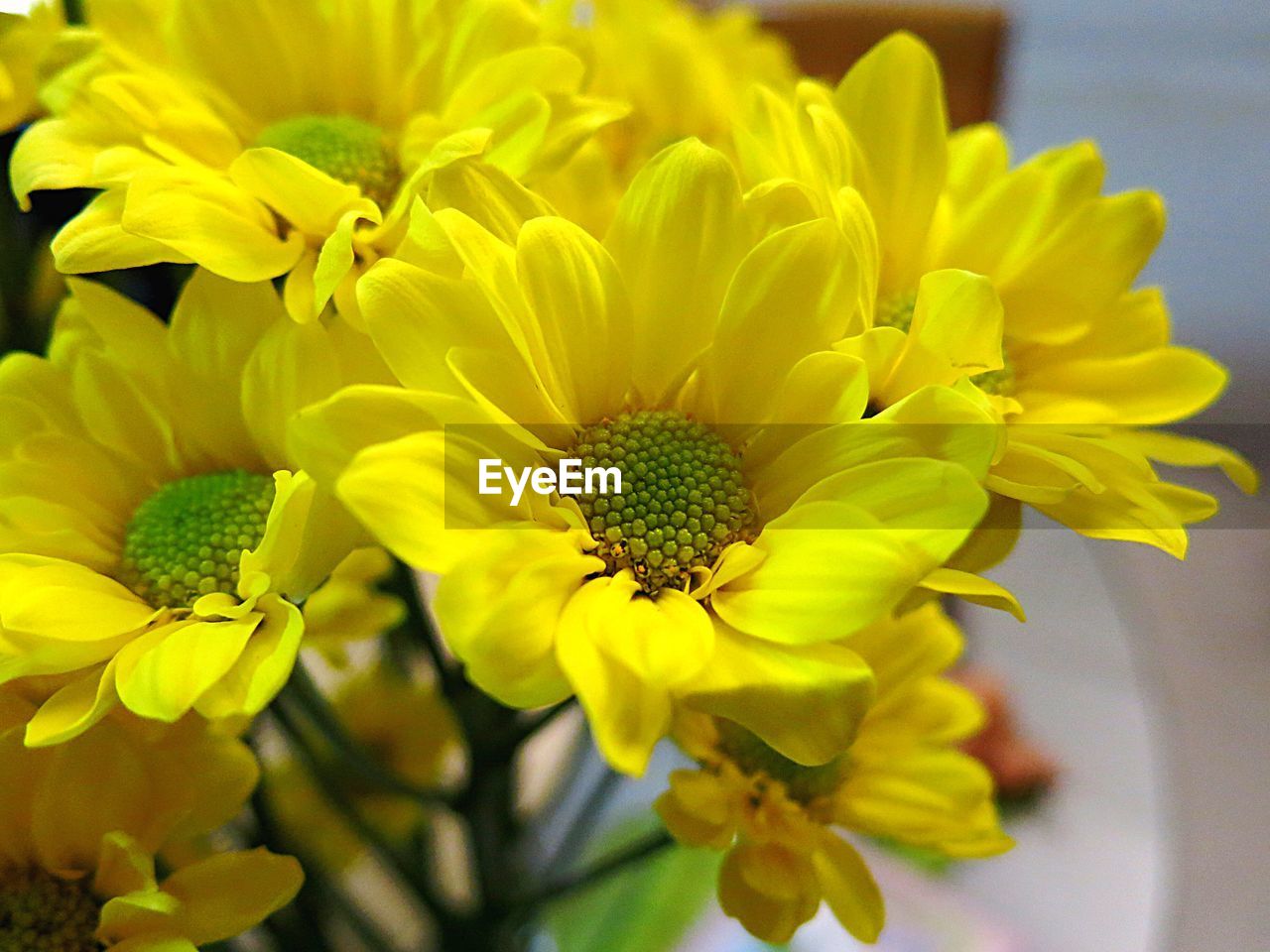 CLOSE-UP OF SUNFLOWER BLOOMING OUTDOORS