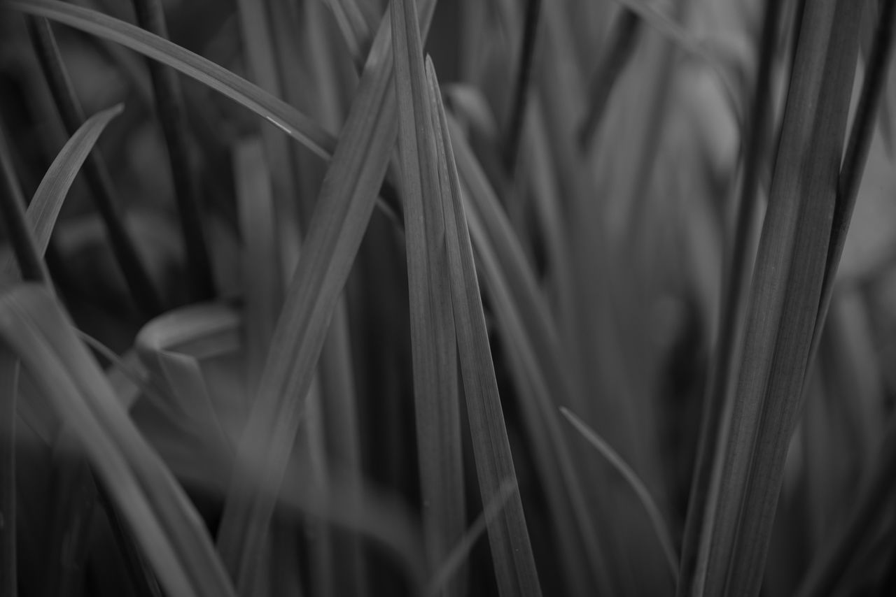 Close-up of plants