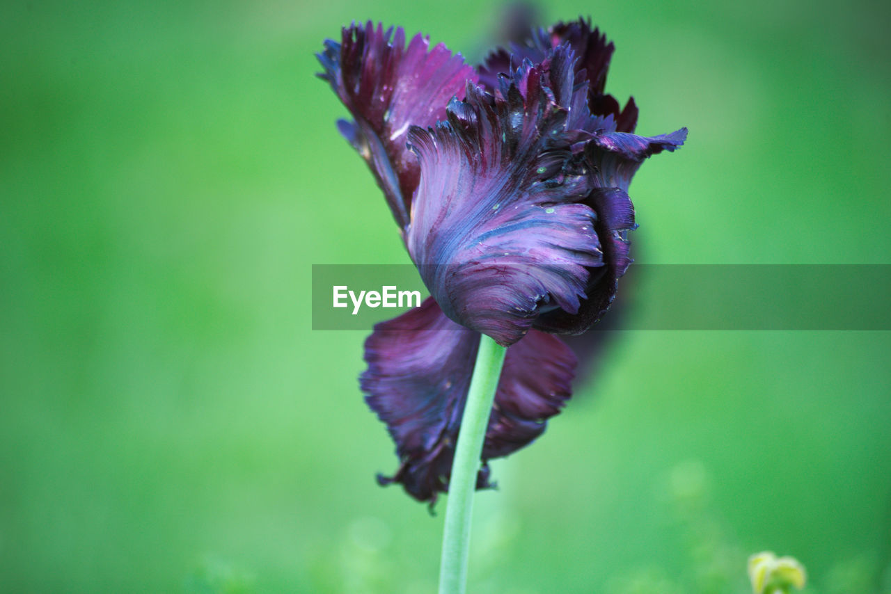 CLOSE-UP OF PURPLE FLOWERING PLANT