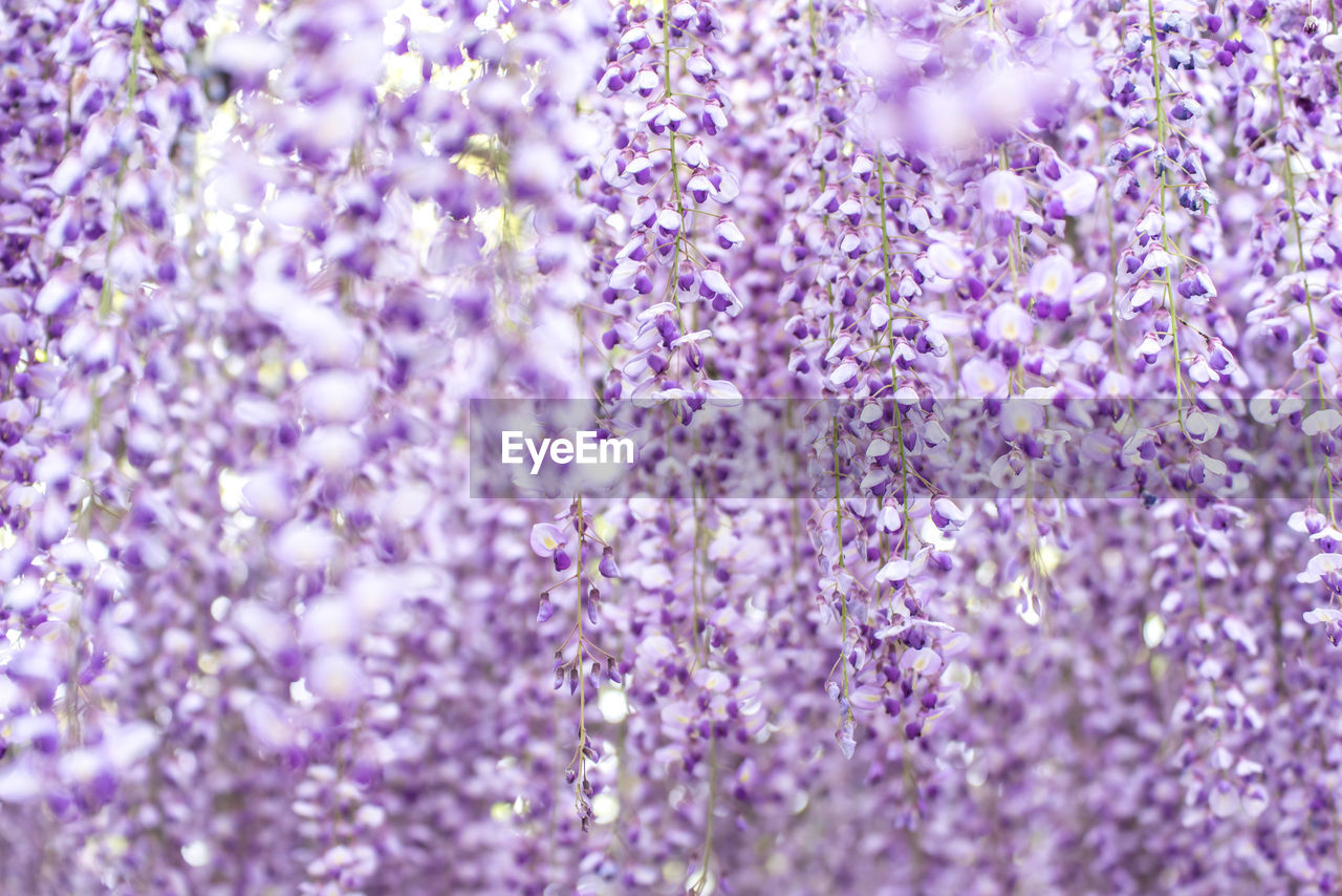 FULL FRAME SHOT OF PURPLE FLOWERS