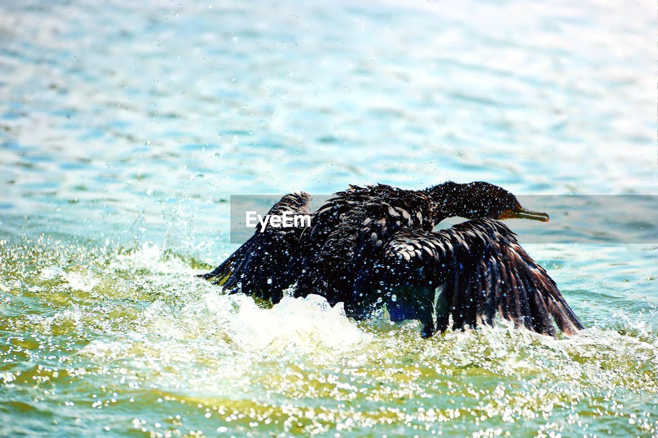 CLOSE-UP OF BIRD SWIMMING ON LAKE