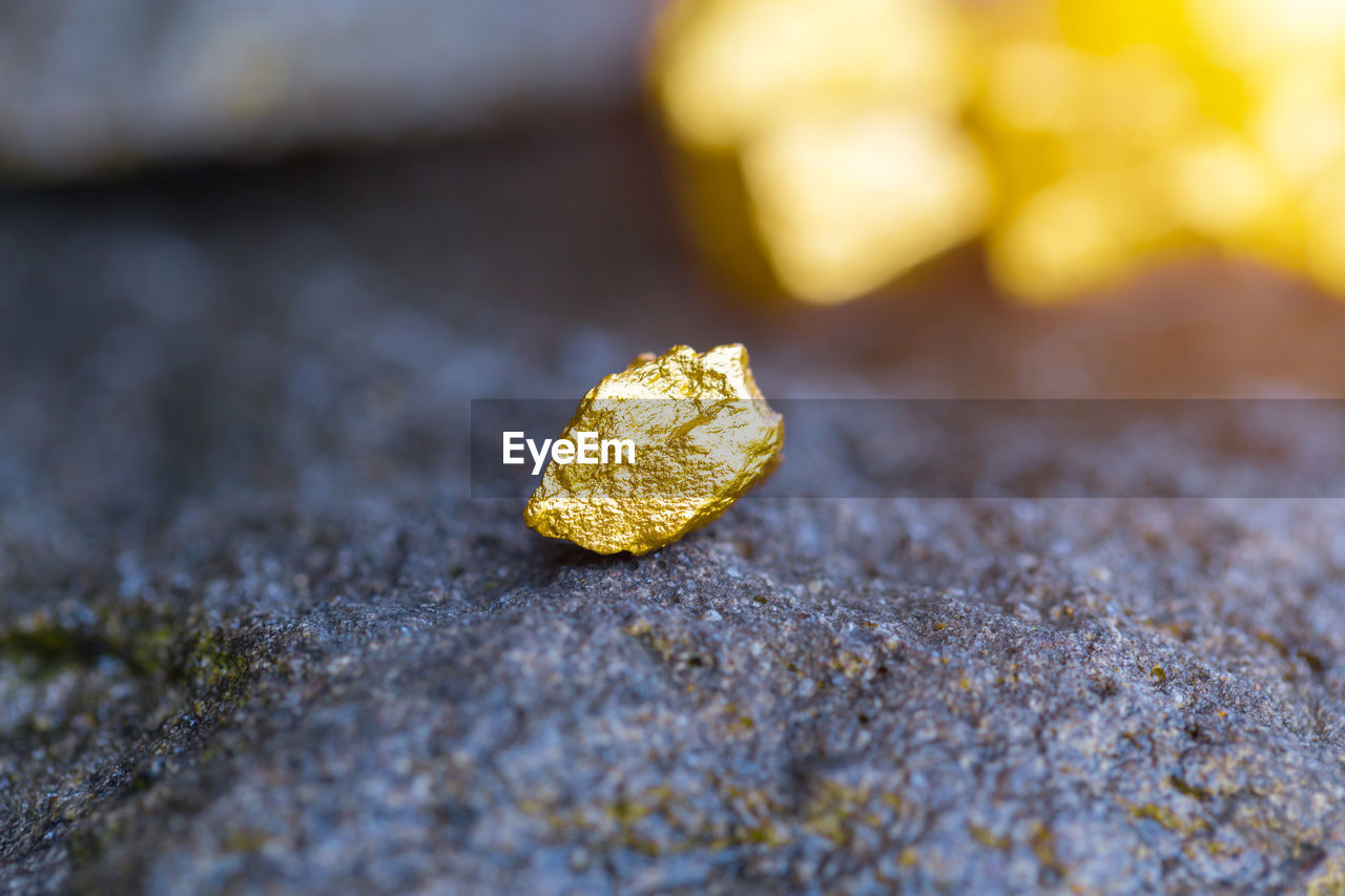 CLOSE-UP OF YELLOW LEAF