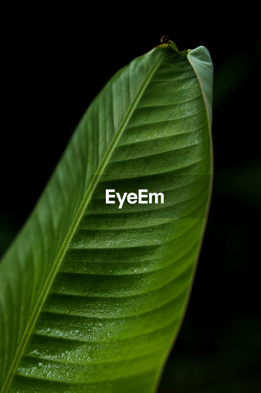 CLOSE-UP OF FRESH GREEN LEAVES AGAINST BLACK BACKGROUND