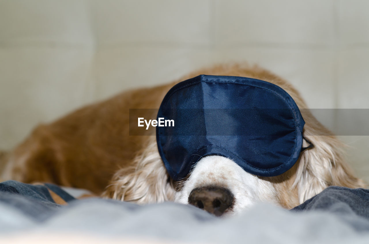 Close-up of dog with eye mask sleeping on bed