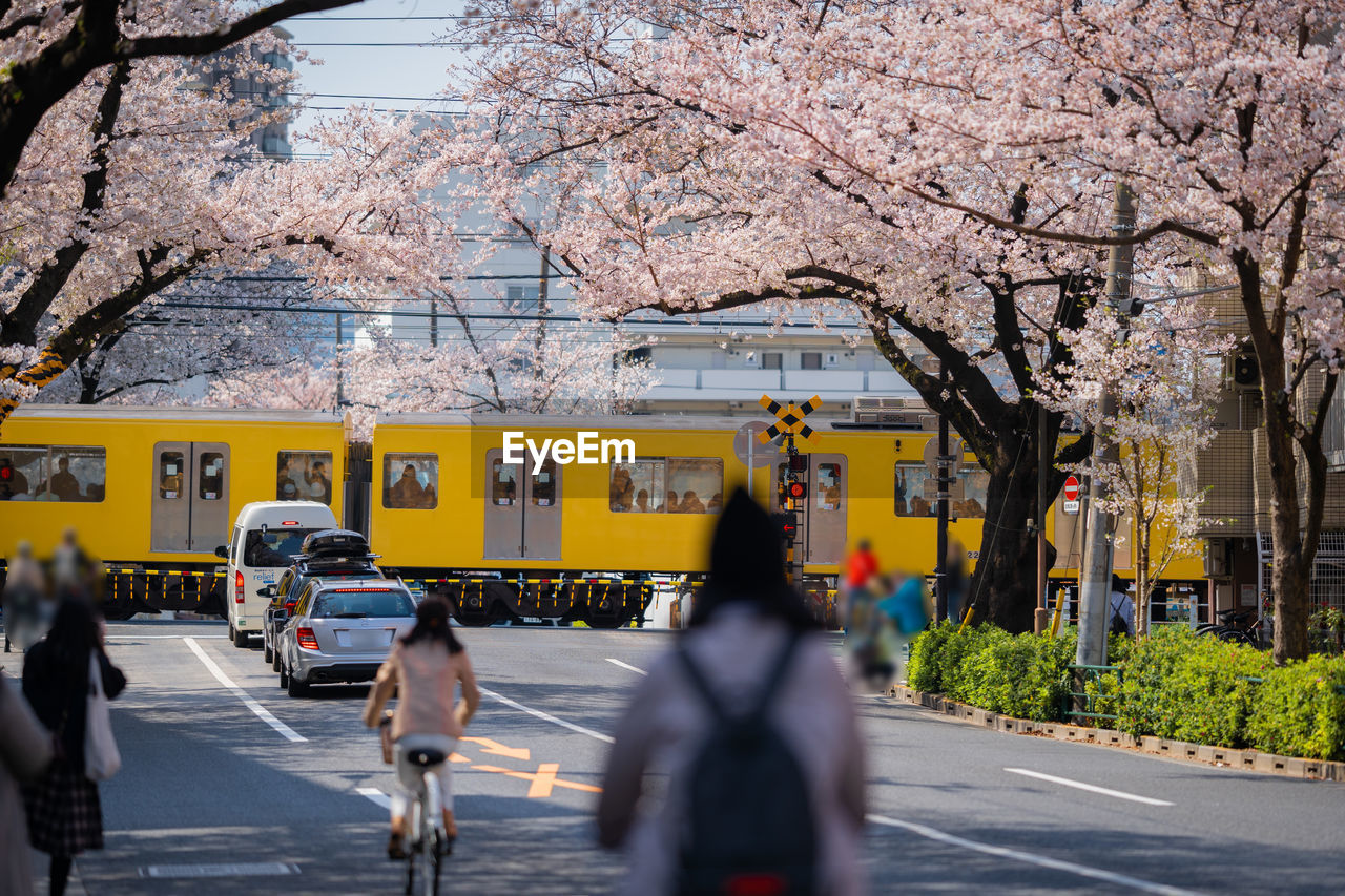 VIEW OF CHERRY BLOSSOM ON ROAD