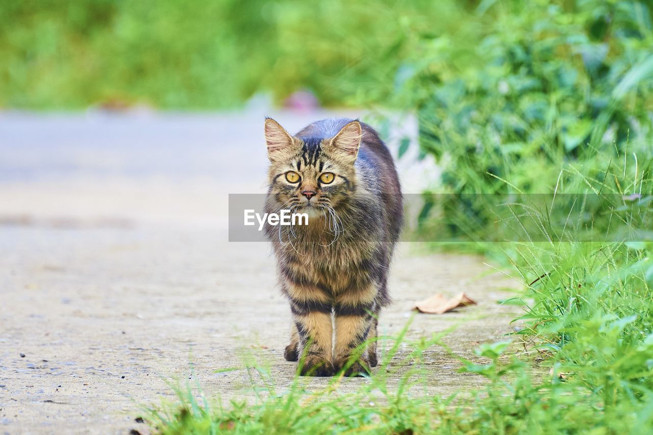Portrait of cat on field