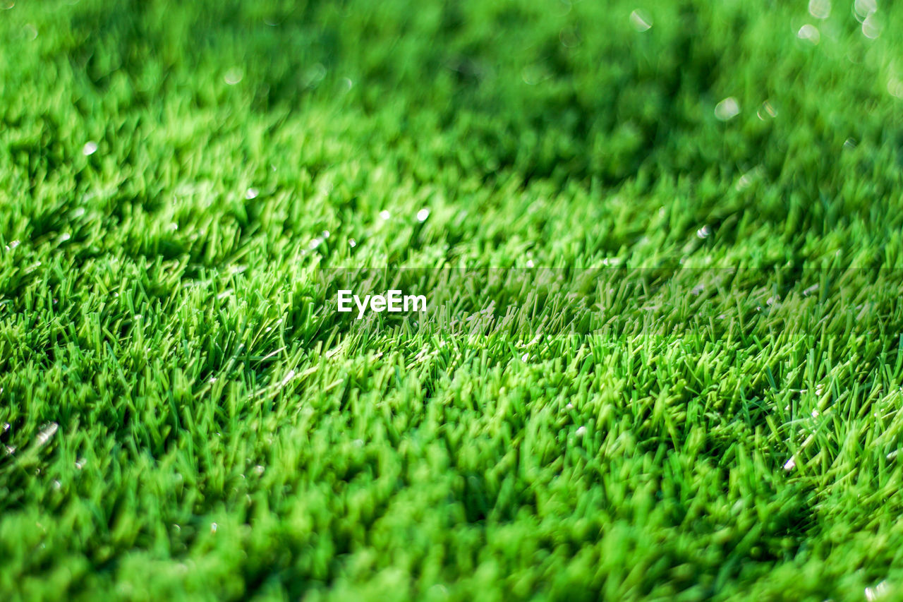 Full frame shot of grassy field