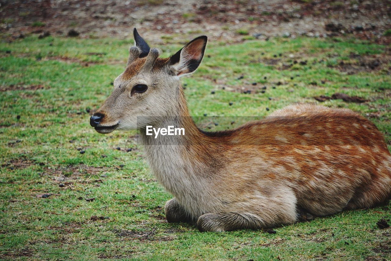 Deer in a field