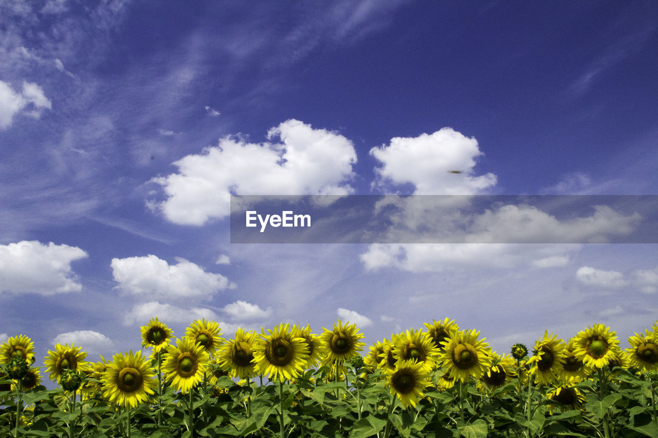 Sunflowers growing on field against sky