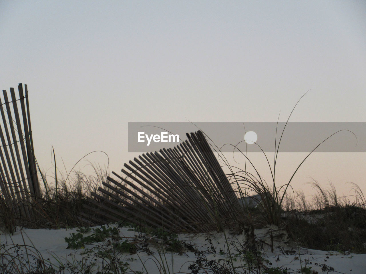 Grass against clear sky during winter