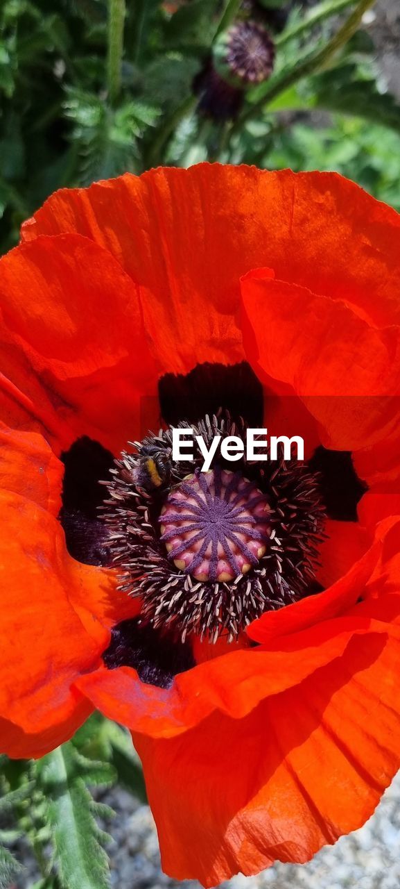 flower, flowering plant, plant, poppy, flower head, freshness, petal, inflorescence, beauty in nature, close-up, growth, nature, fragility, red, pollen, no people, outdoors, day, focus on foreground, orange color, blossom, botany, stamen