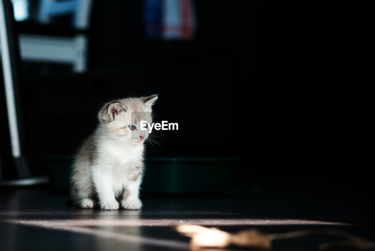 White little luminous kitten sadly looks longingly at a toy on a thread on a black background