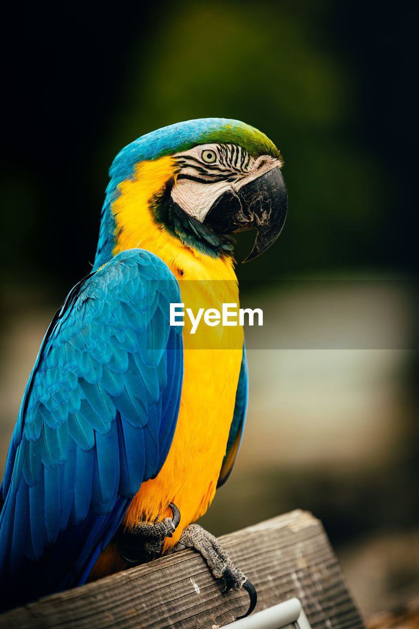 Close-up of parrot perching on wood