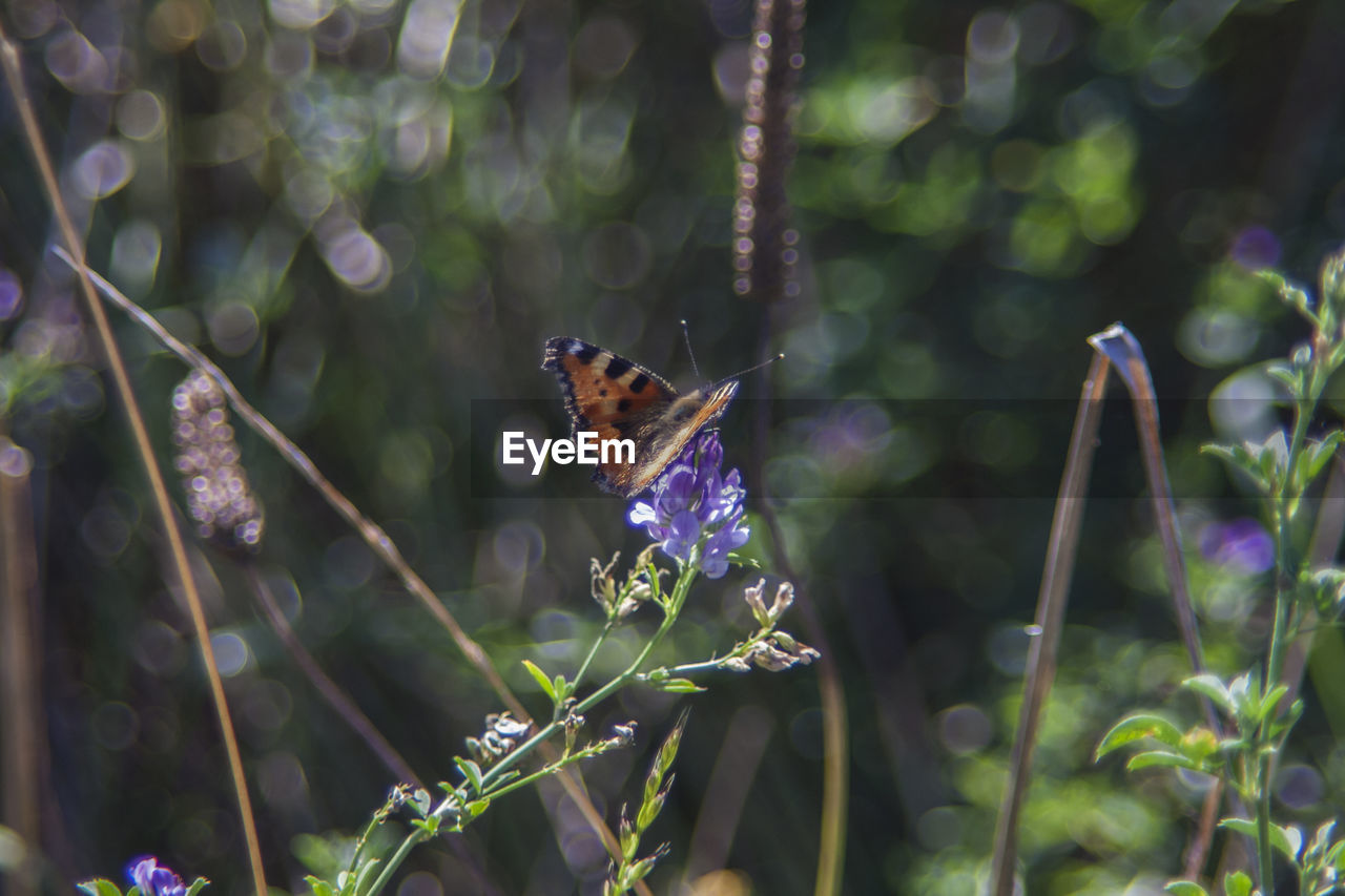 Close-up of butterfly on plant