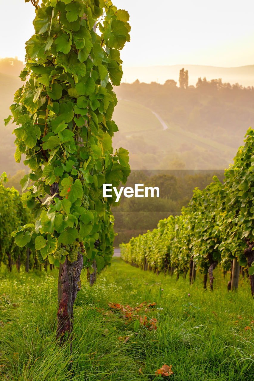 Vineyard with vines in dawn with fog in portrait format