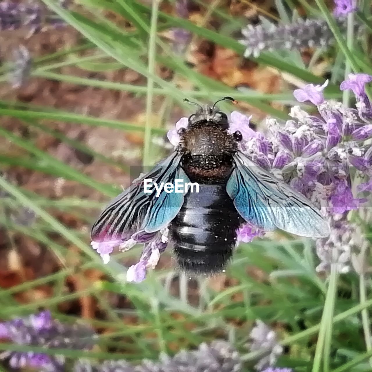 CLOSE-UP OF BIRD ON FLOWER