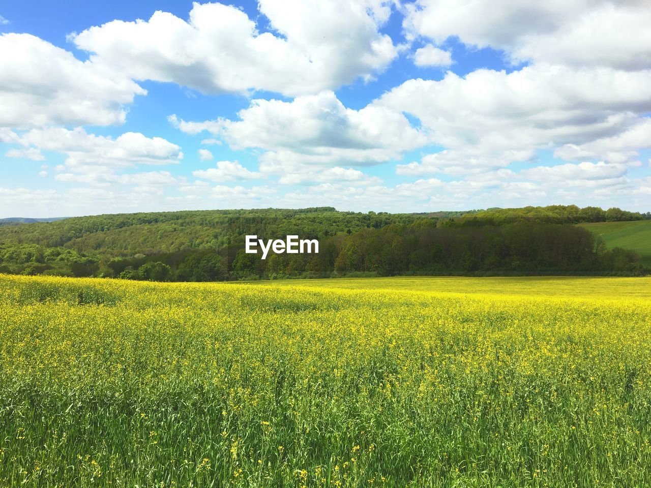 Scenic view of field against sky