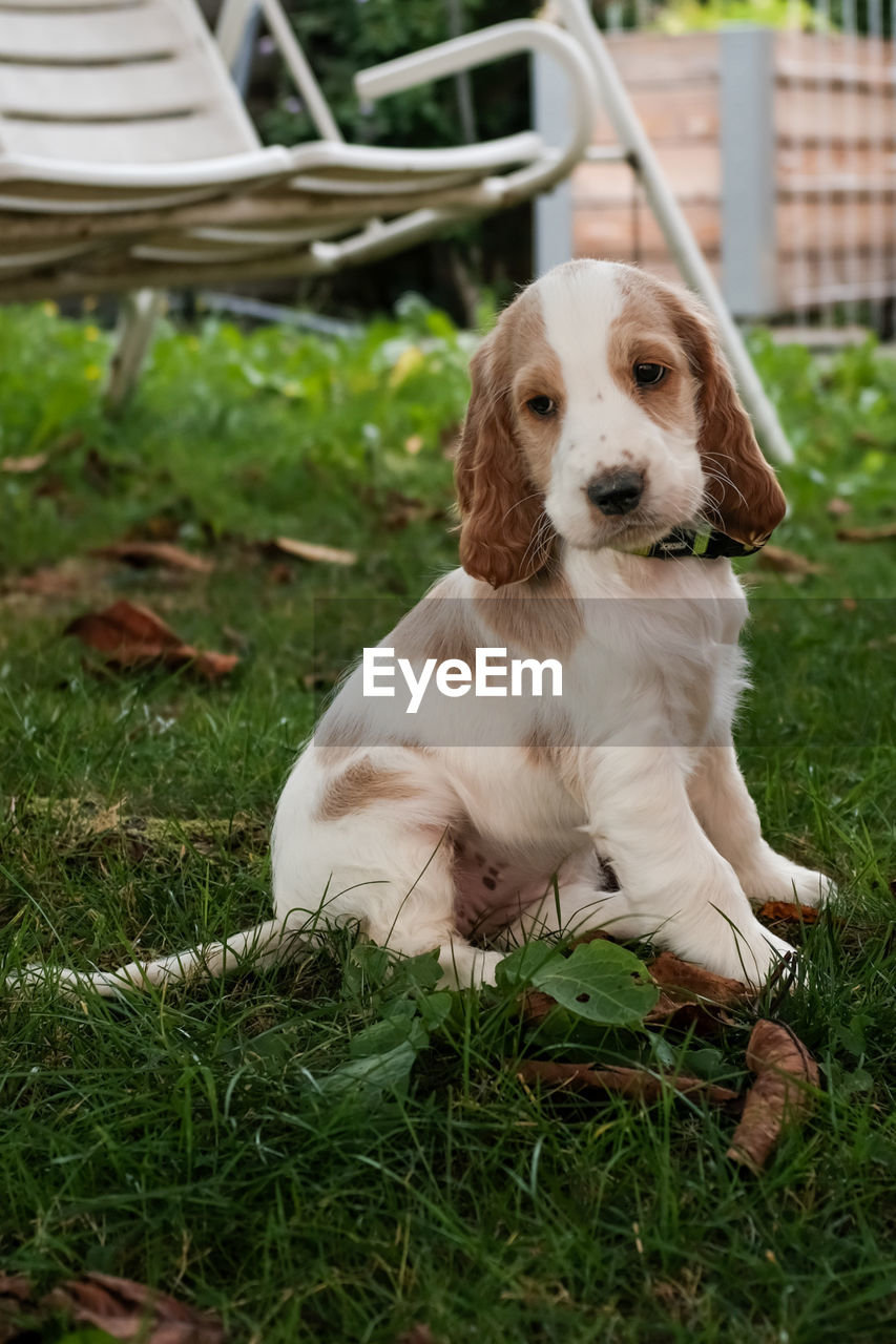 DOG SITTING IN GRASS