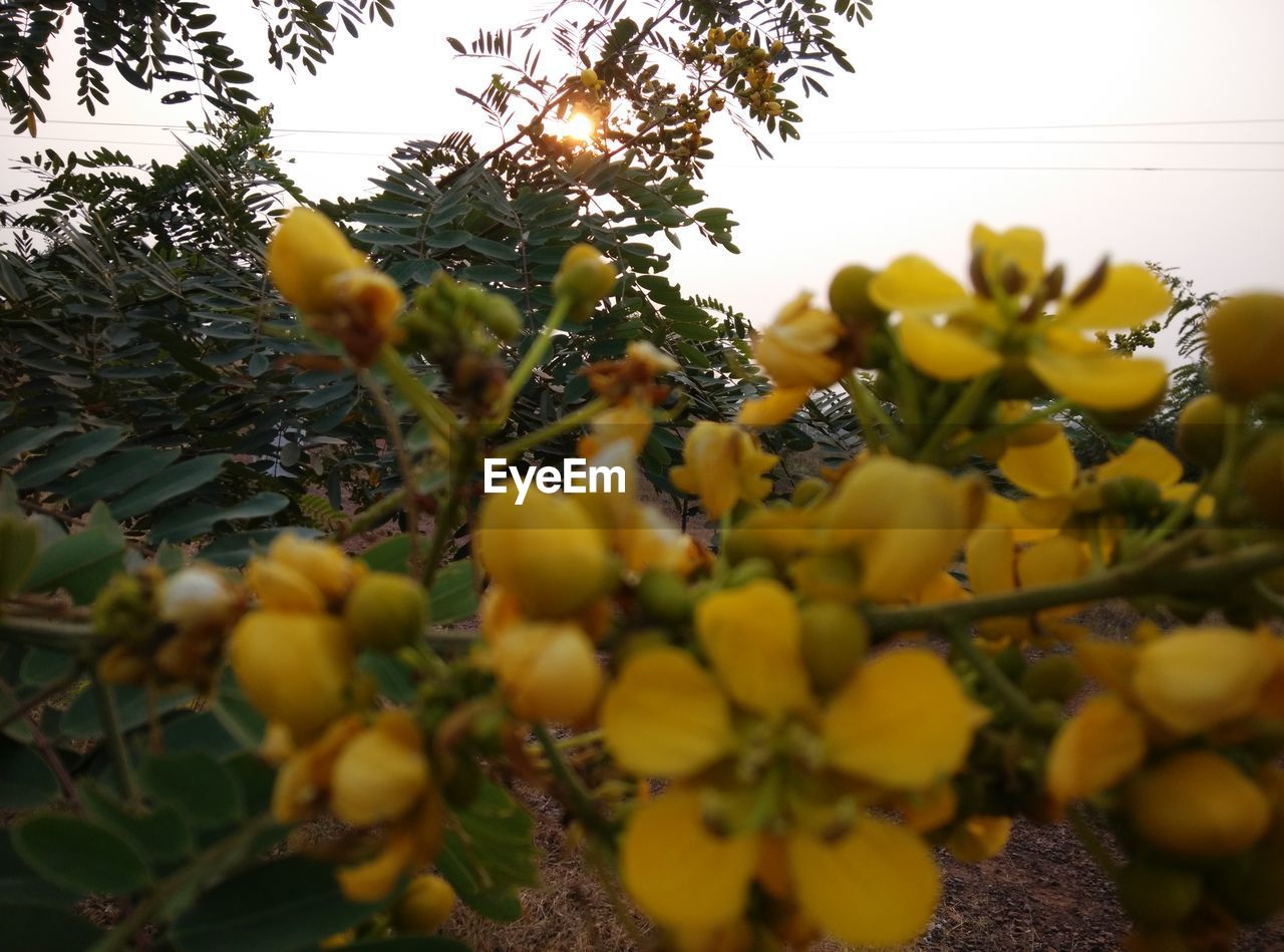 CLOSE-UP OF YELLOW FLOWERS