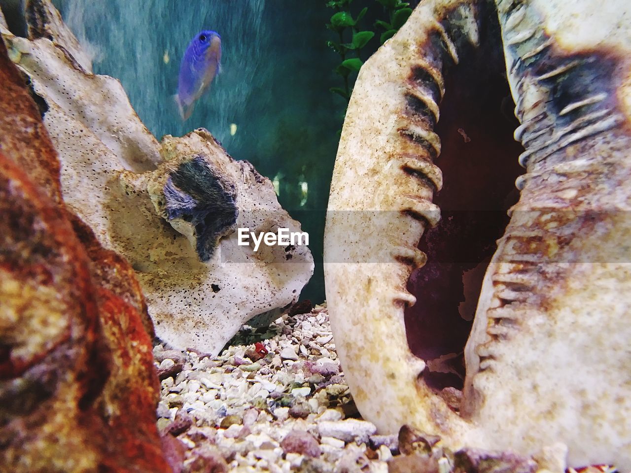 CLOSE-UP OF CRAB ON ROCK