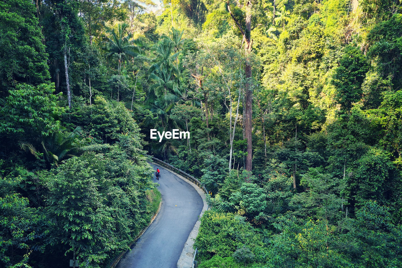 road amidst trees