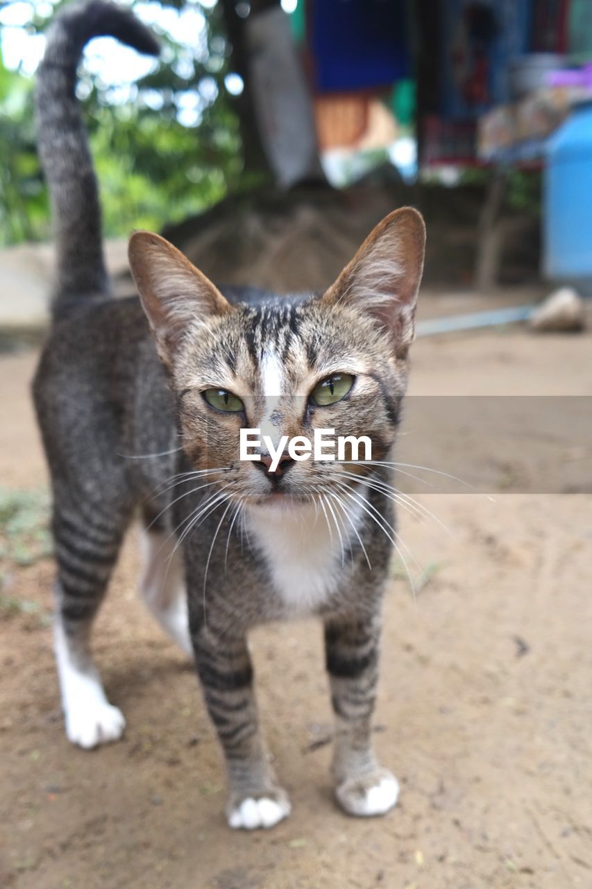 Close-up portrait of tabby cat