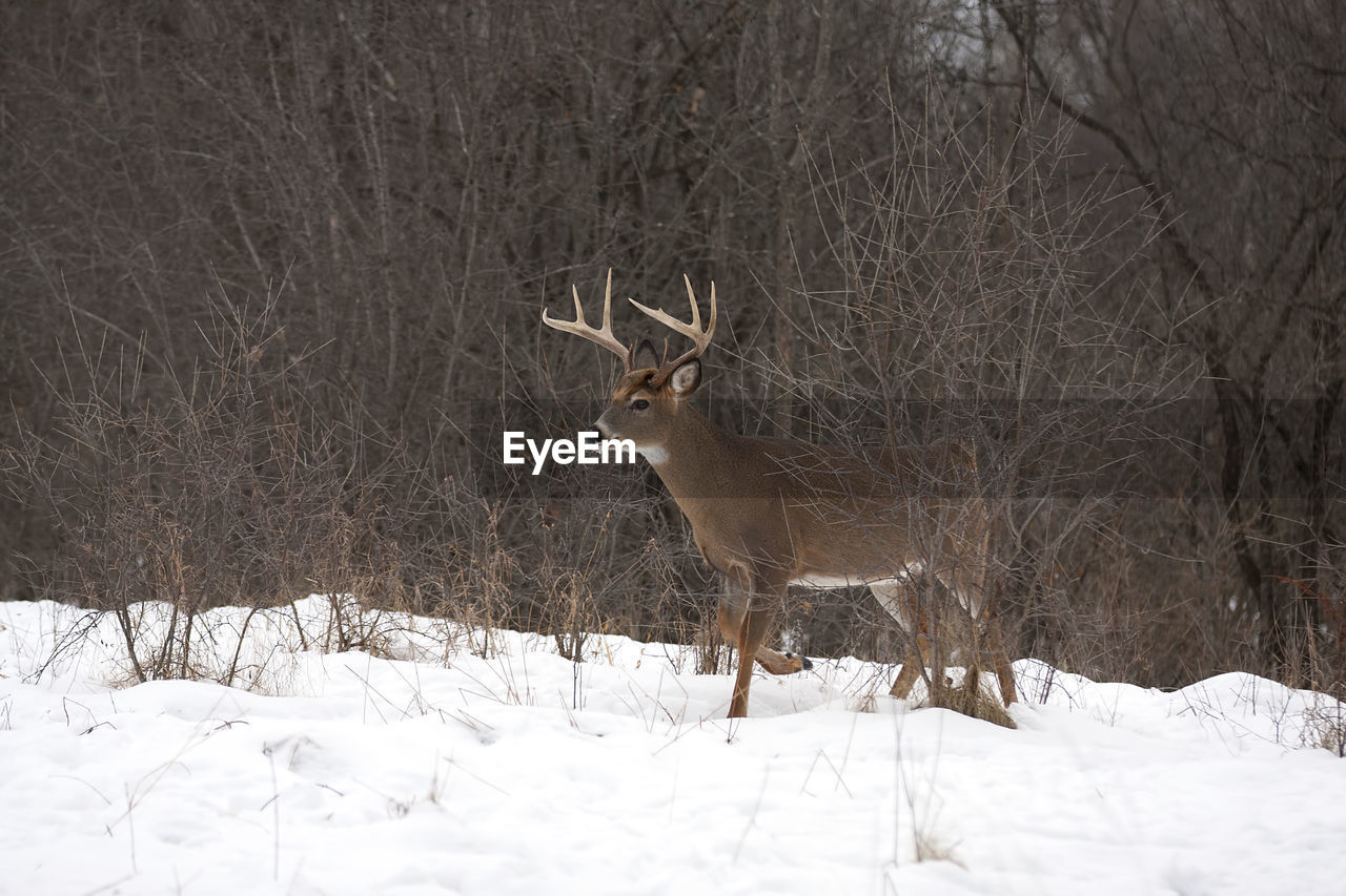 DEER ON SNOW COVERED LAND