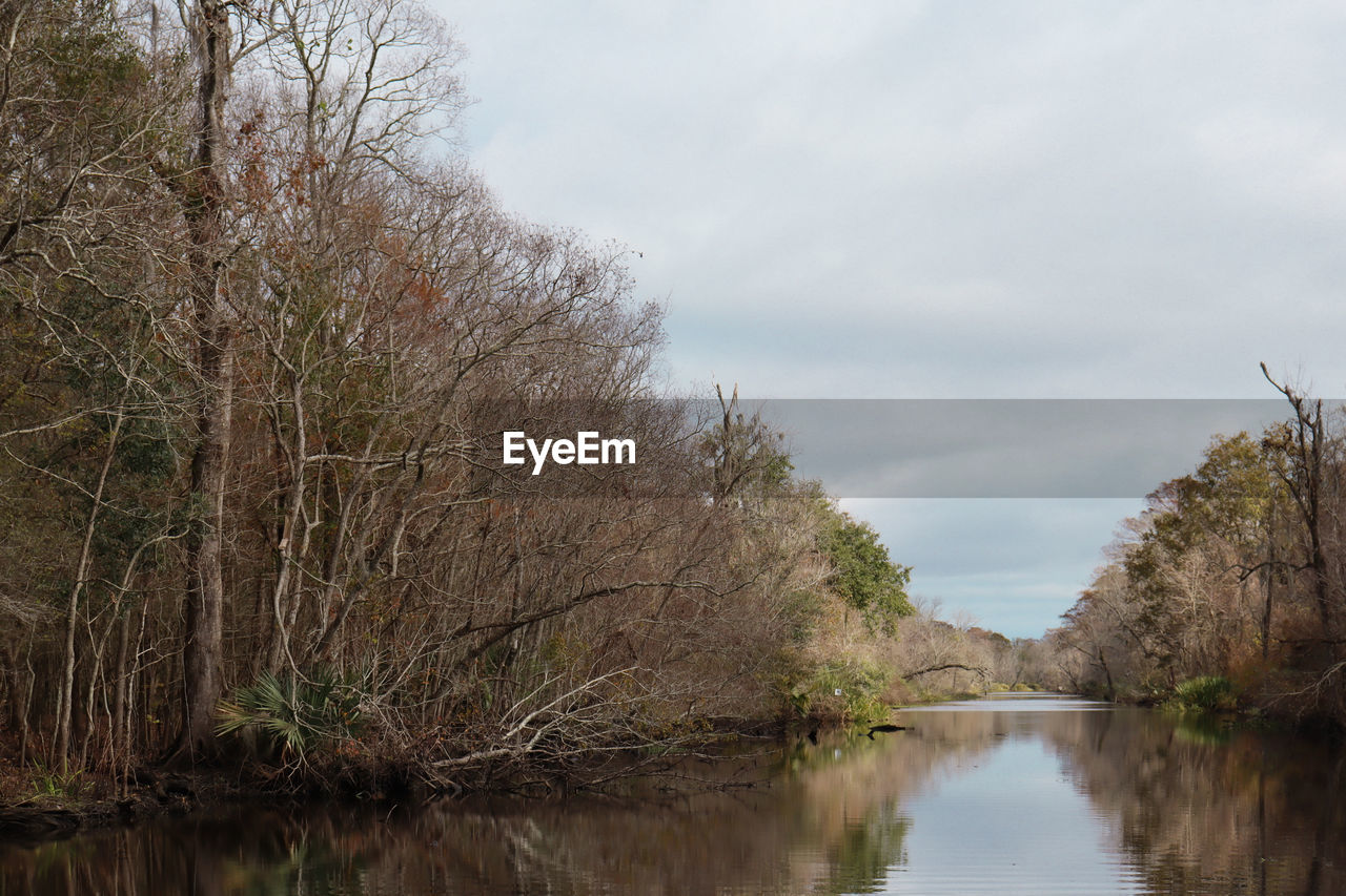 TREES BY LAKE AGAINST SKY