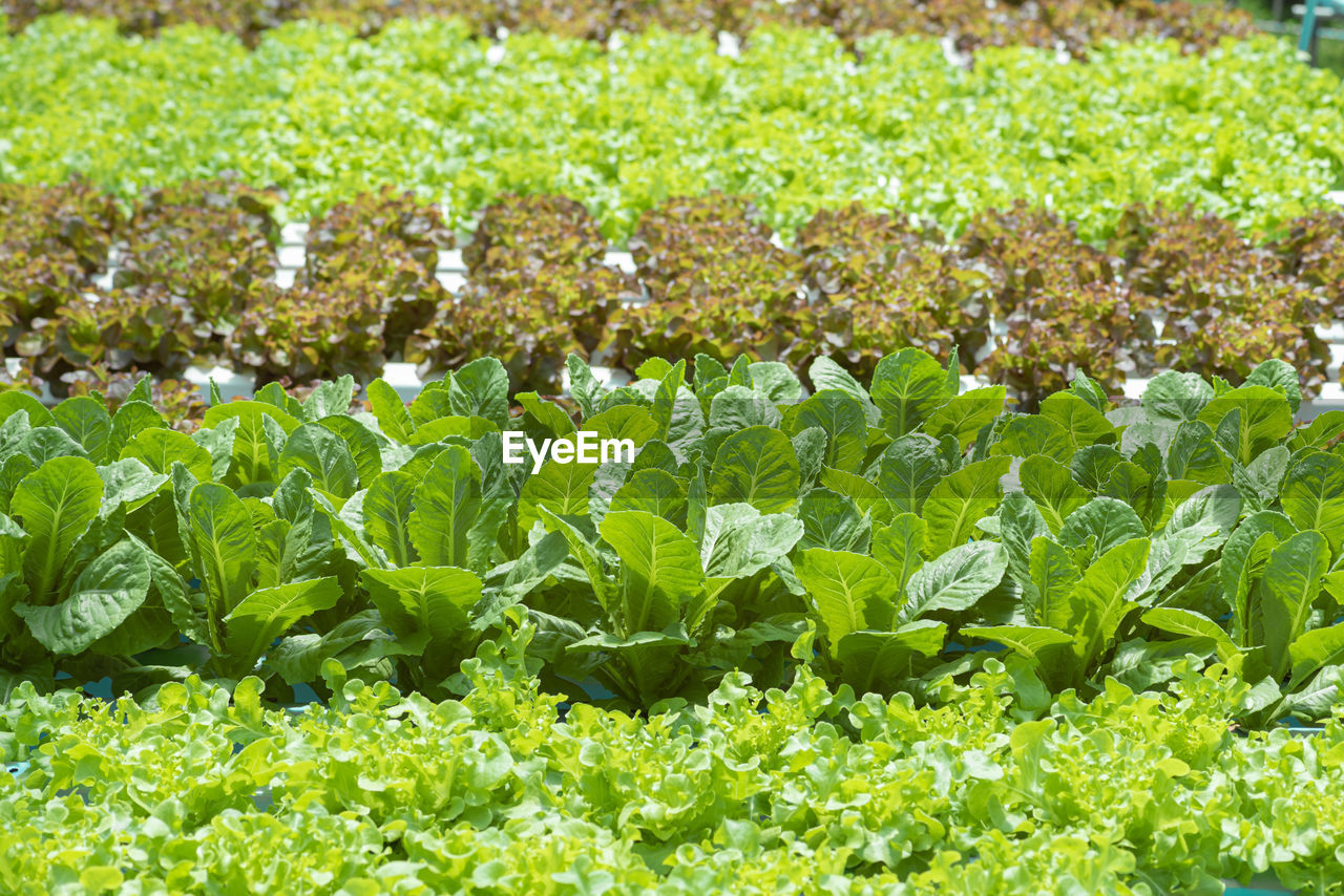 close-up of plants