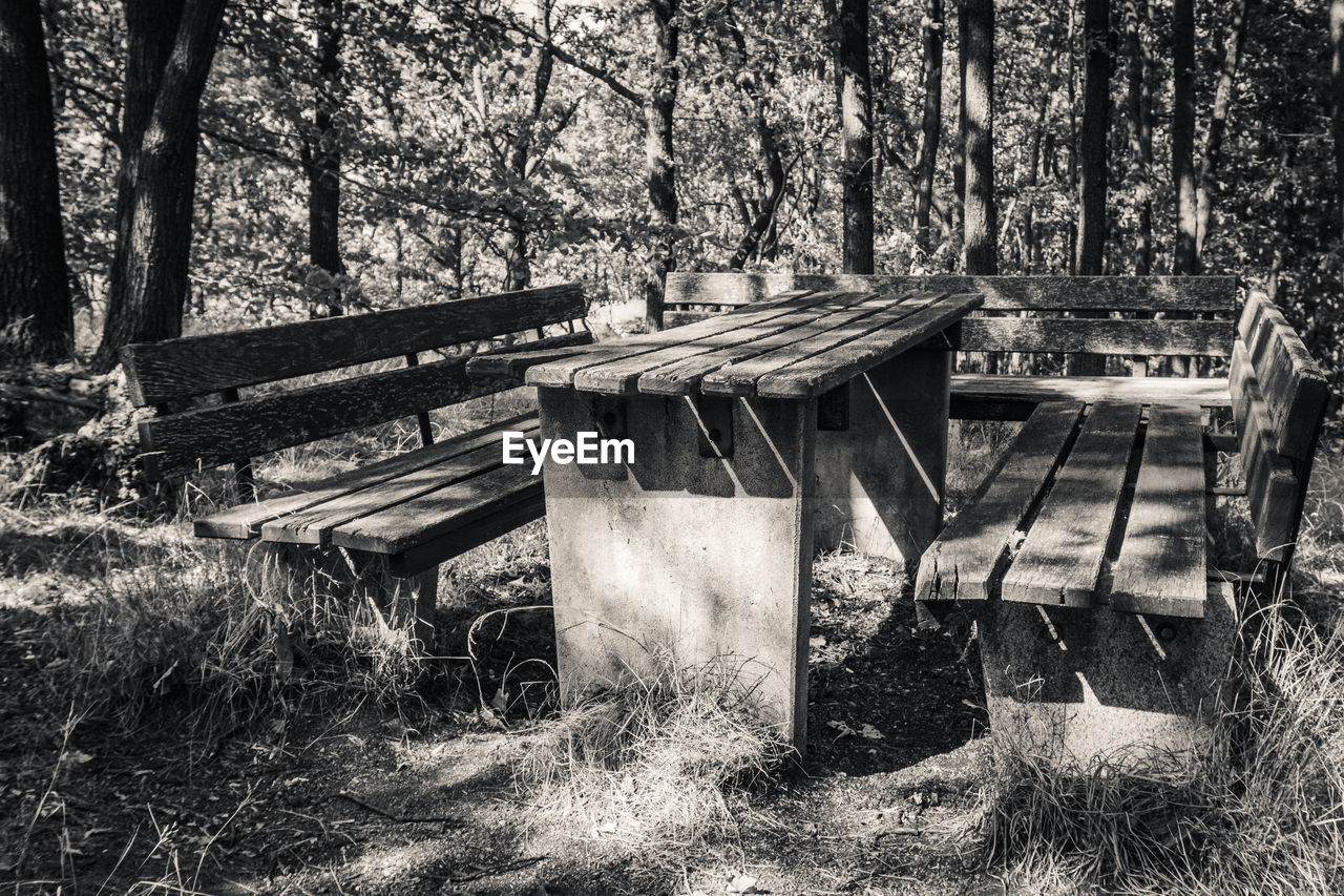EMPTY BENCH ON FIELD IN FOREST