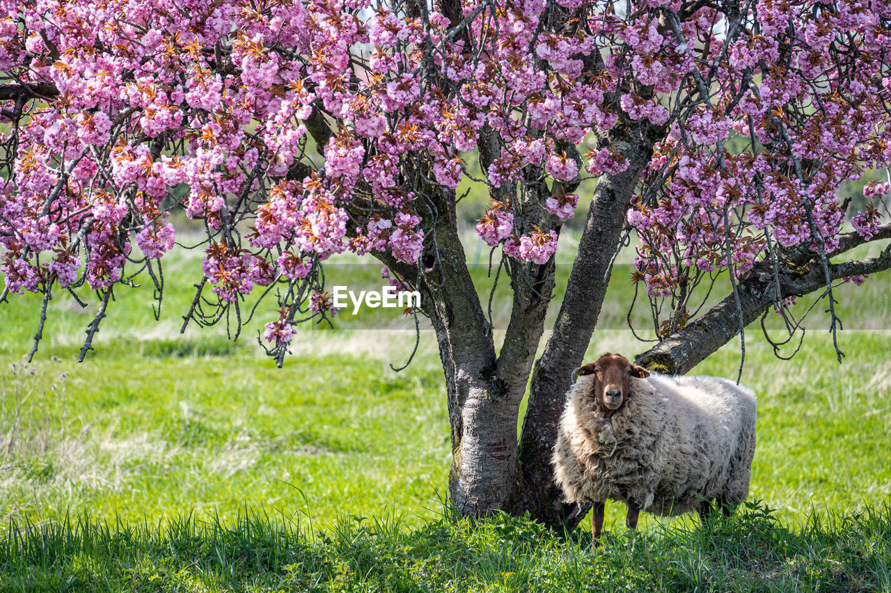 Sheep in spring