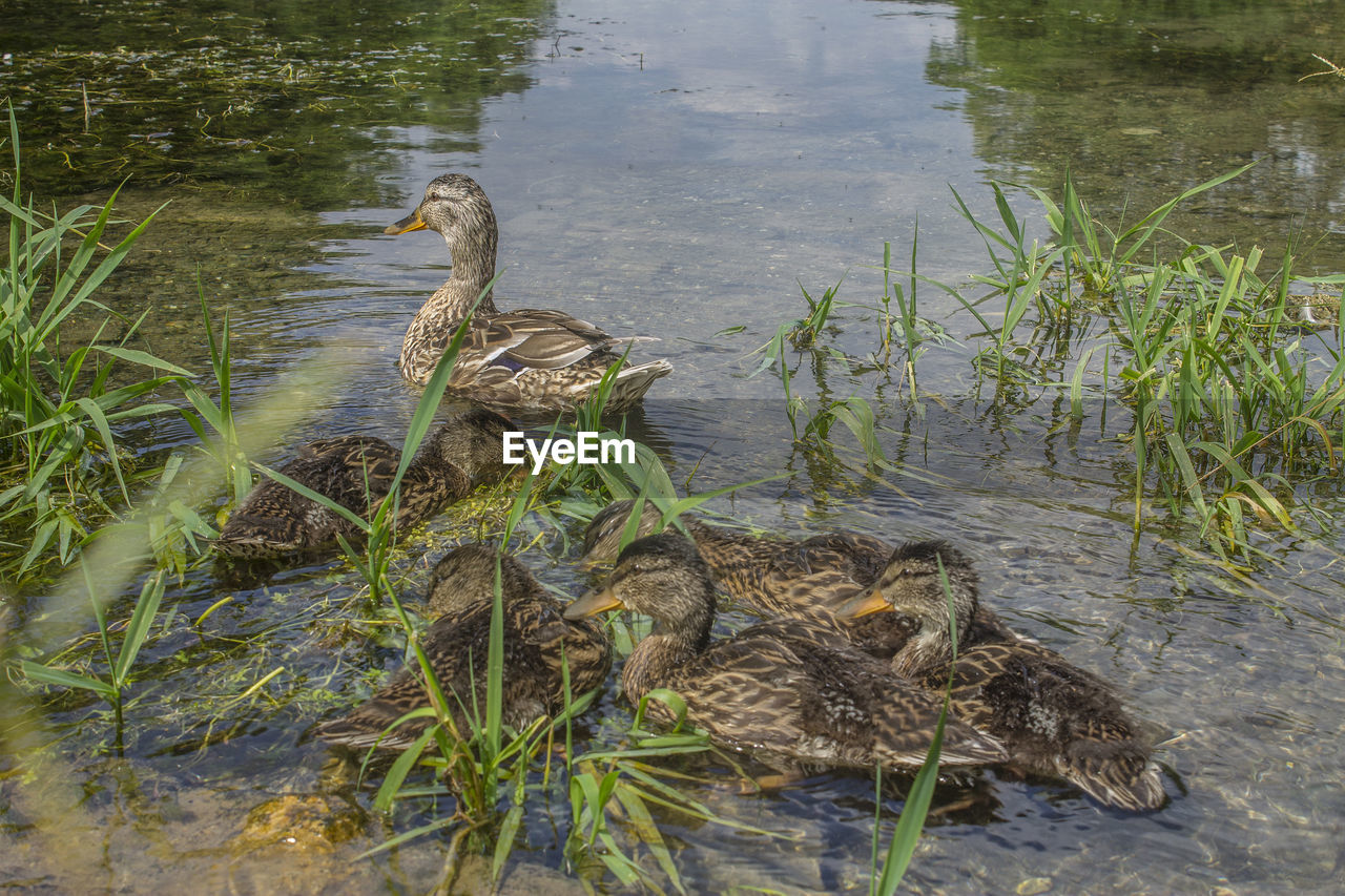 HIGH ANGLE VIEW OF BIRD SWIMMING IN LAKE