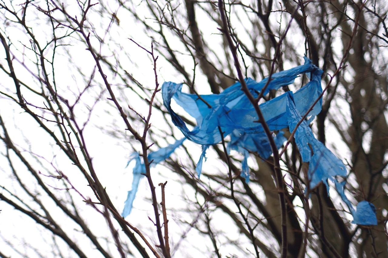 LOW ANGLE VIEW OF BARE TREE