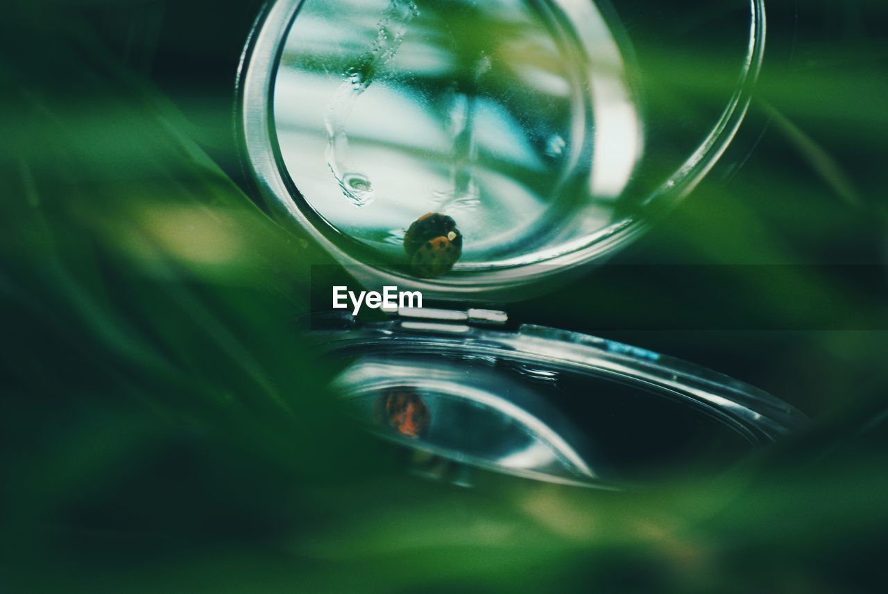 Pocket mirror with ladybug in the grass