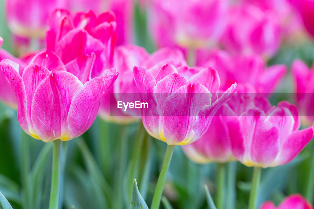 CLOSE-UP OF PINK ROSE FLOWERS