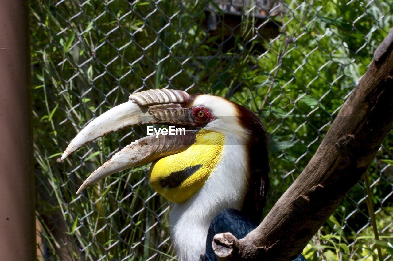 Hornbill in cage at zoo