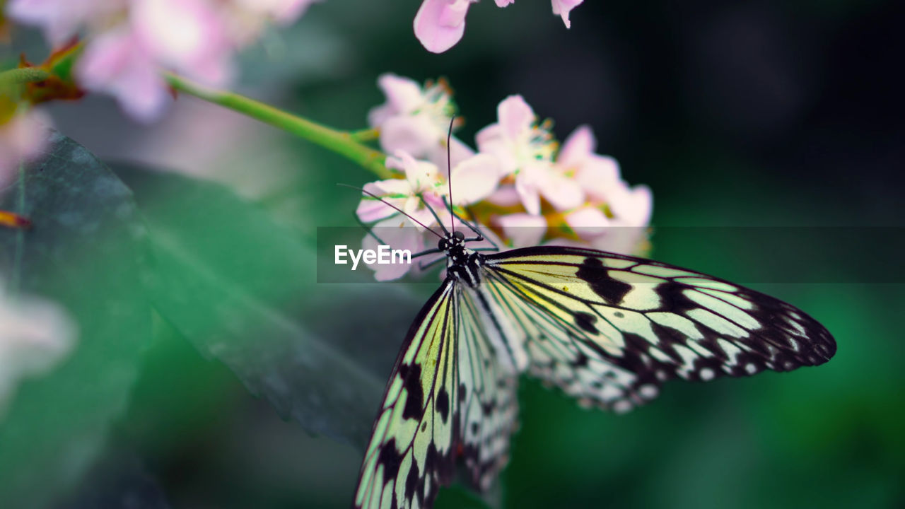 BUTTERFLY ON FLOWER