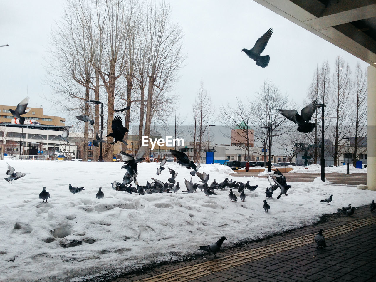 Birds on snow covered landscape