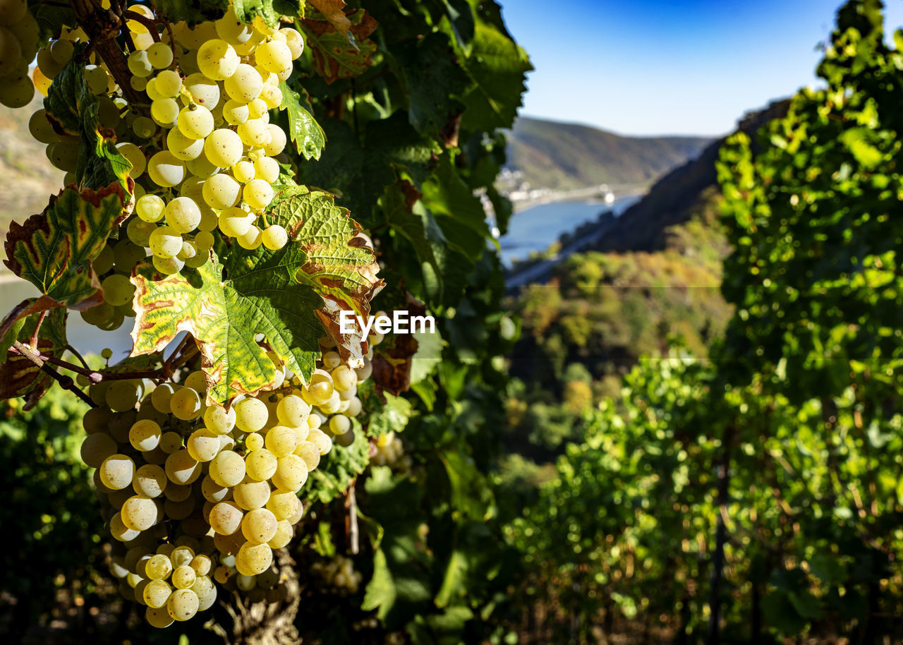 Grapes growing in vineyard