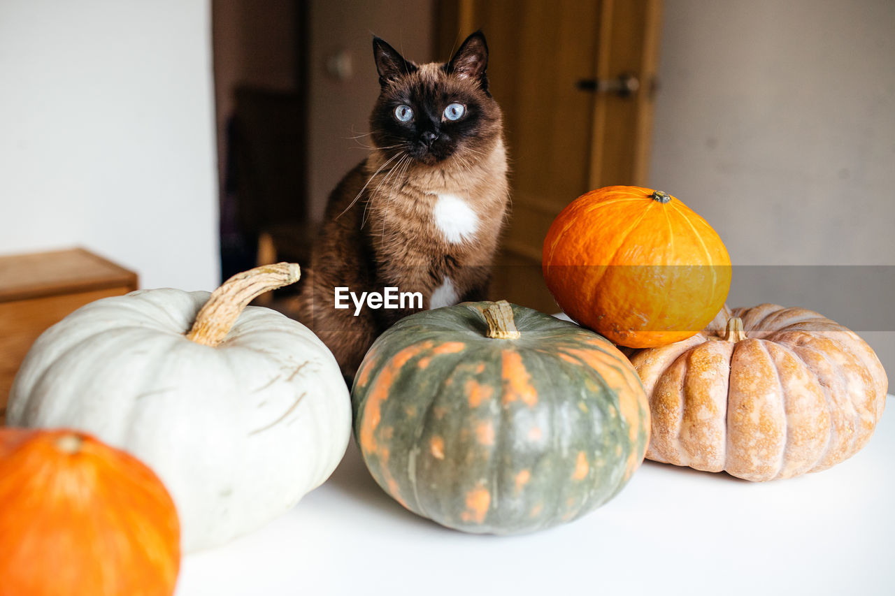 Siamese cat and pumpkins on a white table