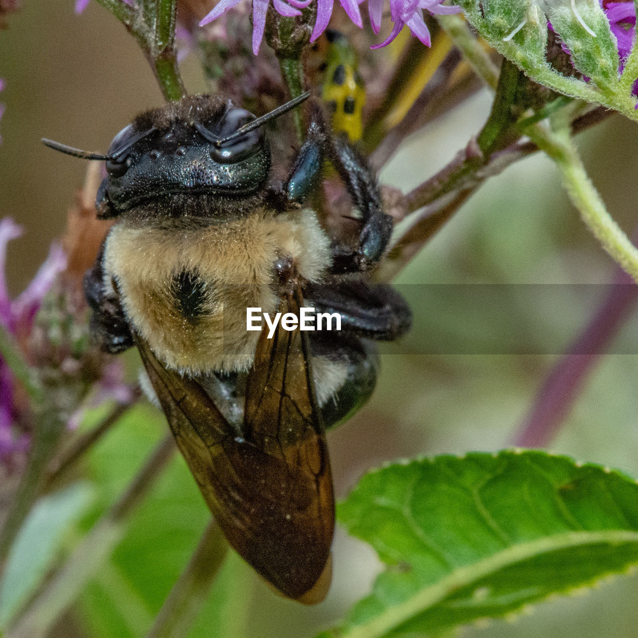 CLOSE-UP OF HONEY BEE ON FLOWER