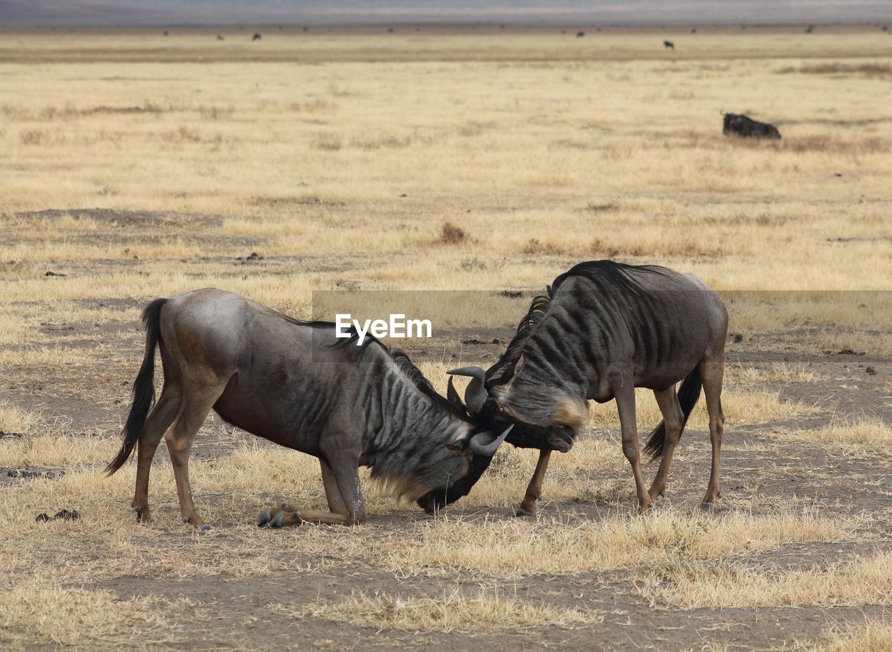 Wildebeest fighting on field