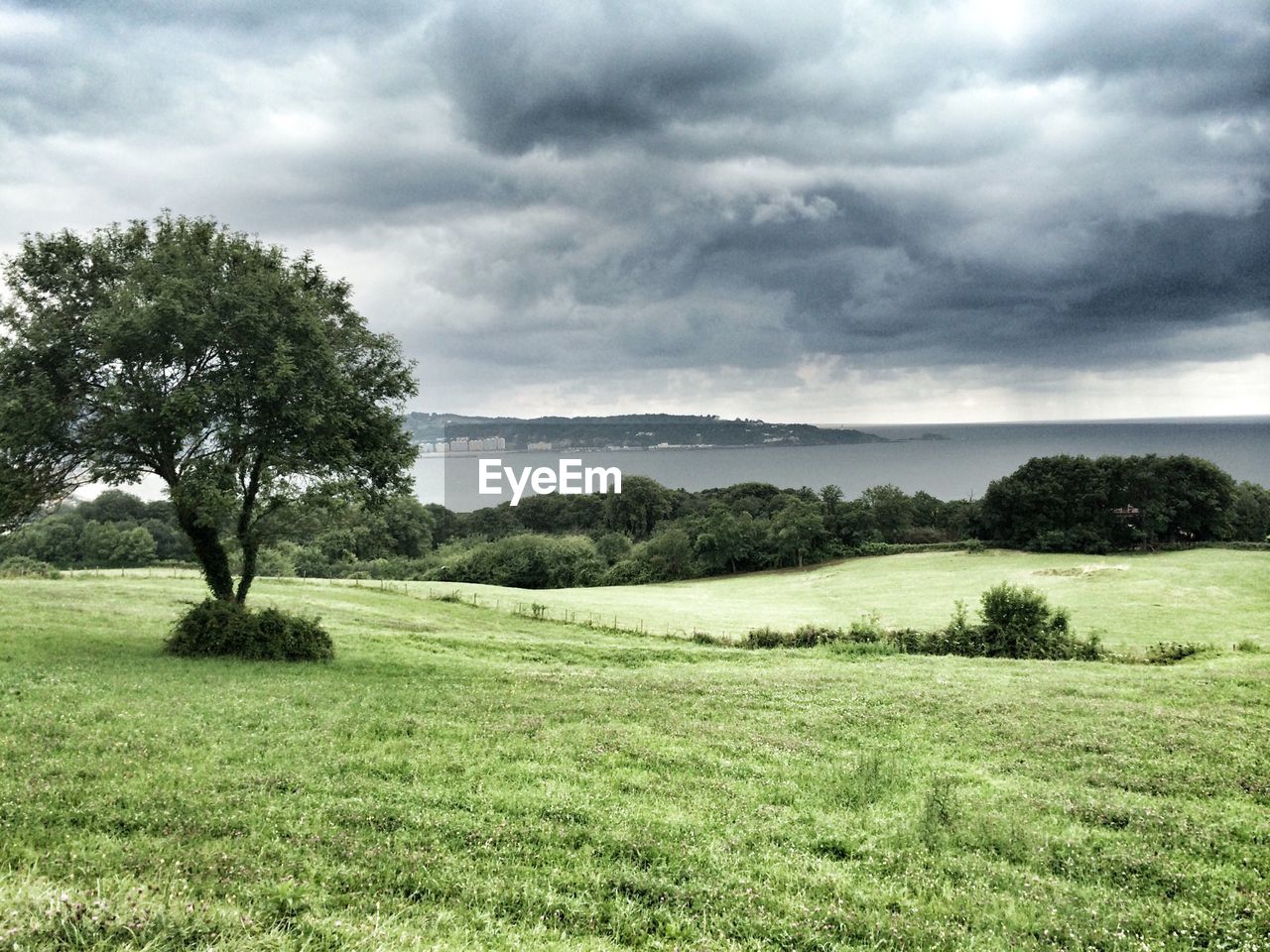 Trees on grassy landscape in front of lake against cloudy sky