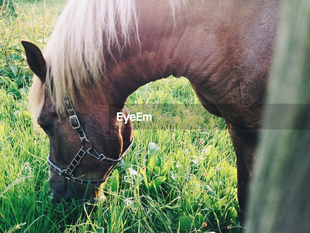 Close-up of horse grazing on field