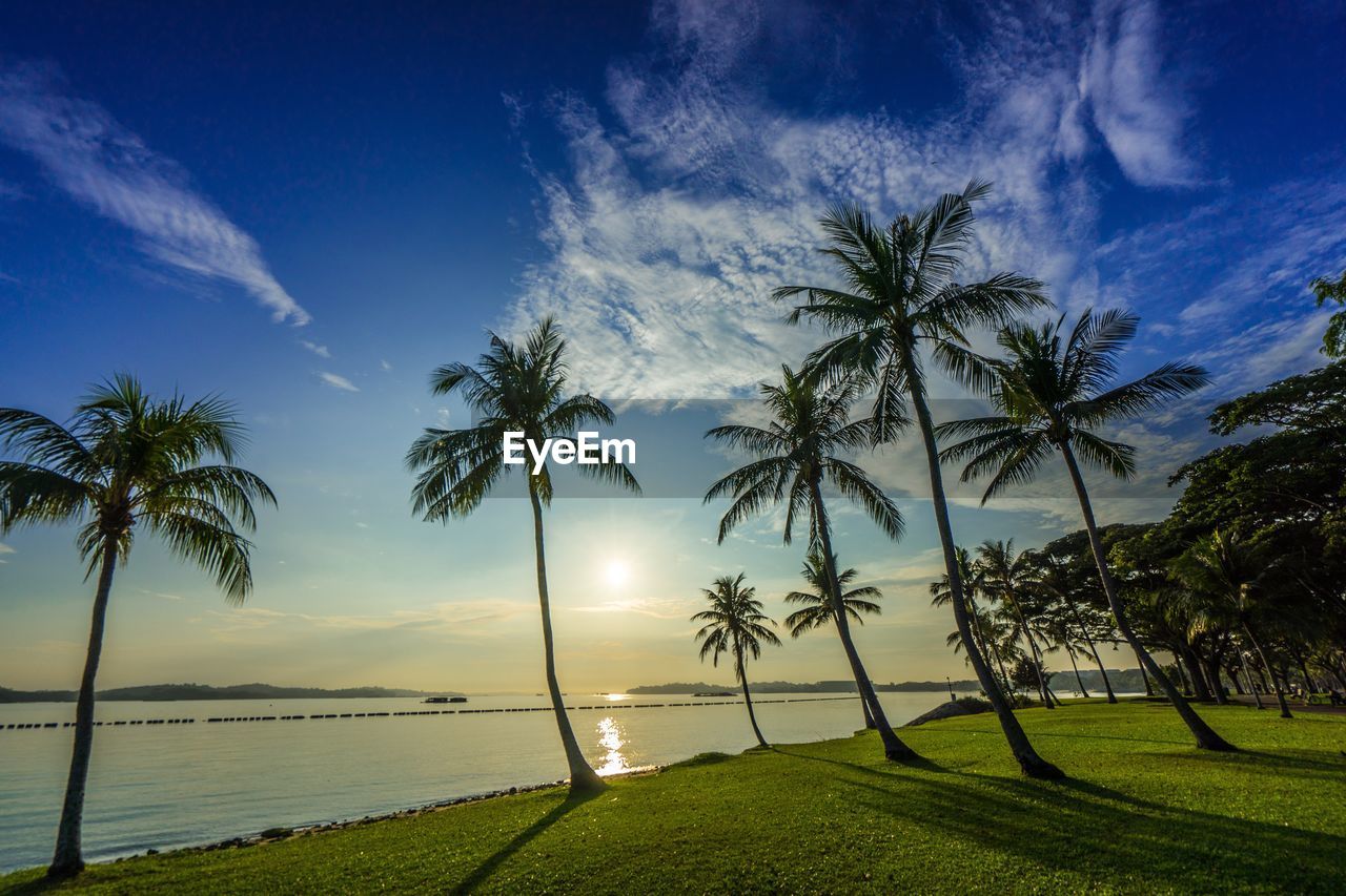 PALM TREES BY SEA AGAINST SKY